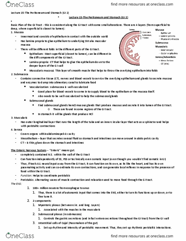 HTHSCI 1LL3 Lecture Notes - Lecture 15: G Cell, Greater Omentum, Digestion thumbnail