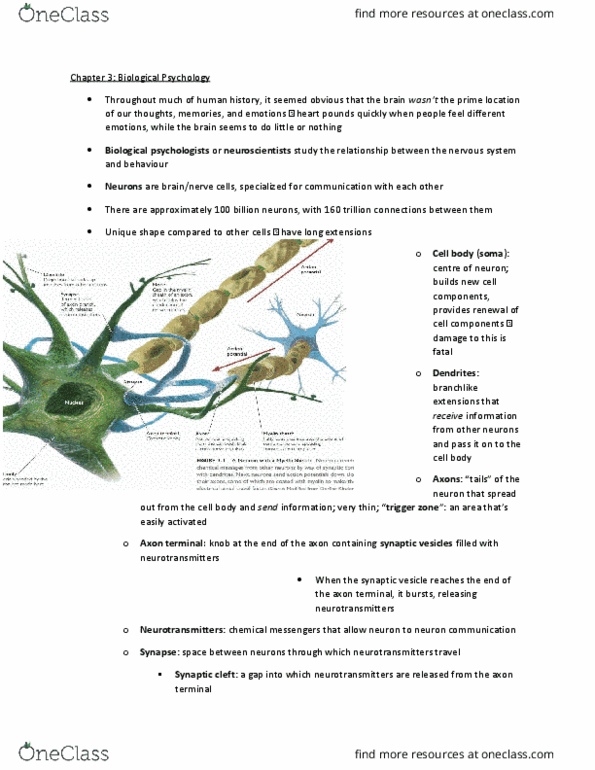 PSY 102 Chapter Notes - Chapter 3: Myelin, Peripheral Nervous System, Central Nervous System thumbnail