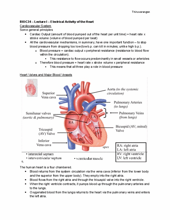 BIOC33H3 Lecture Notes - Interventricular Septum, Pulmonary Artery, Atrioventricular Node thumbnail