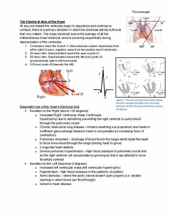 BIOC33H3 Lecture Notes - Left Ventricular Hypertrophy, Ventricular Hypertrophy, Obstructive Lung Disease thumbnail