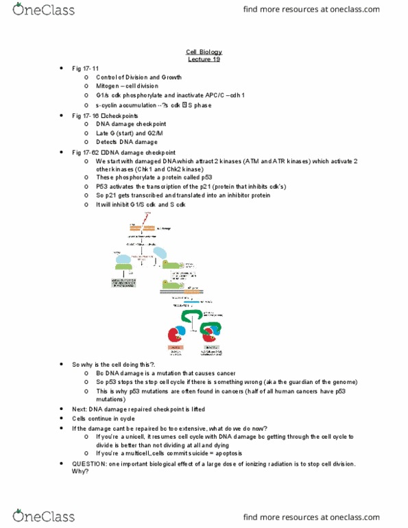BIOL 2021 Lecture Notes - Lecture 19: Cytochrome C, Fas Ligand, Membrane Potential thumbnail