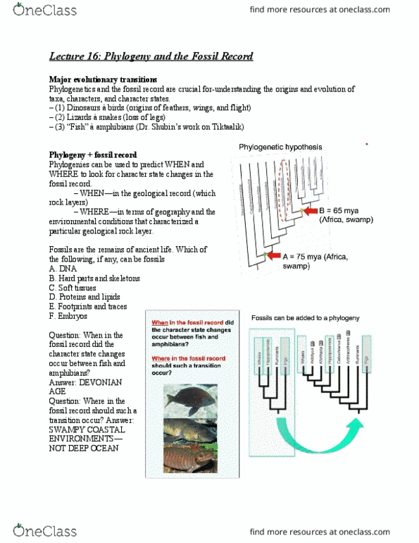 BIO 201 Lecture Notes - Lecture 17: Metamorphic Rock, Tiktaalik, Biomineralization thumbnail