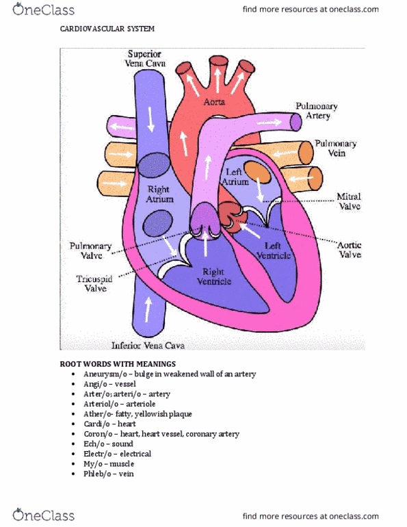 PSIO 201 Lecture Notes - Lecture 10: Coronary Circulation, Pulmonary Artery, Ascending Aorta thumbnail