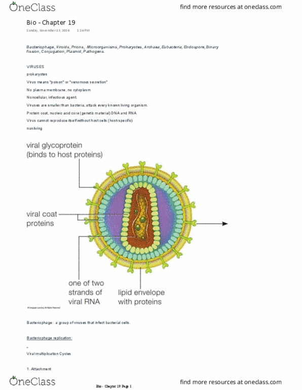 BSC 1005 Lecture Notes - Lecture 19: Bacteria, Plasmid, Hiv thumbnail