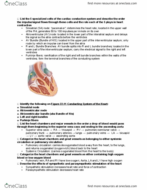 ANTR 350 Lecture Notes - Lecture 19: Coronary Sinus, Capillary, Arteriole thumbnail