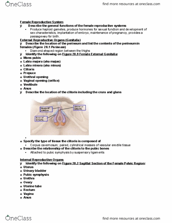 ANTR 350 Lecture Notes - Lecture 35: Broad Ligament Of The Uterus, Myometrium, Cervical Canal thumbnail