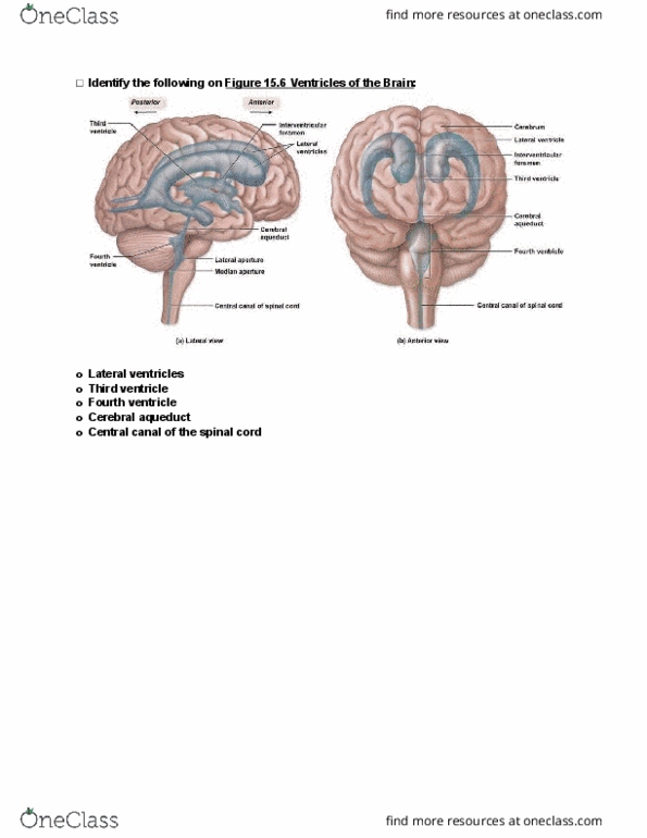 ANTR 350 Lecture Notes - Lecture 3: Visual Cortex, Auditory Cortex, Skeletal Muscle thumbnail