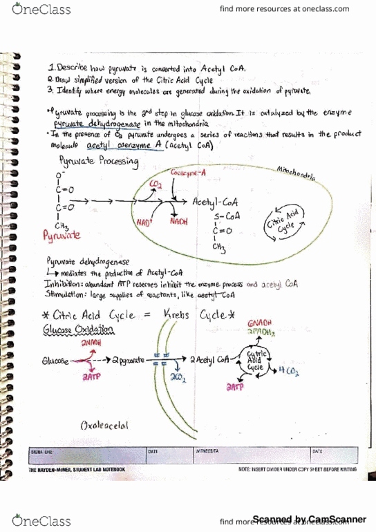 LB 145 Lecture 17: Citric Acid Cycle thumbnail