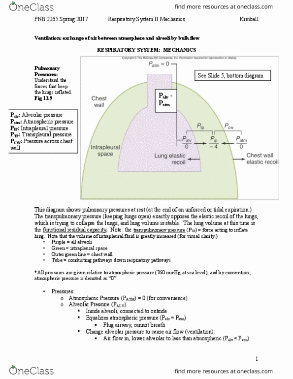 PNB 2265 Lecture Notes - Lecture 16: Intrapleural Pressure, Transpulmonary Pressure, Pulmonary Pleurae thumbnail