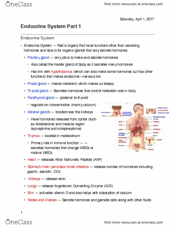 KINESIOL 1AA3 Lecture Notes - Lecture 27: Parathyroid Gland, Adrenal Gland, Pituitary Gland thumbnail