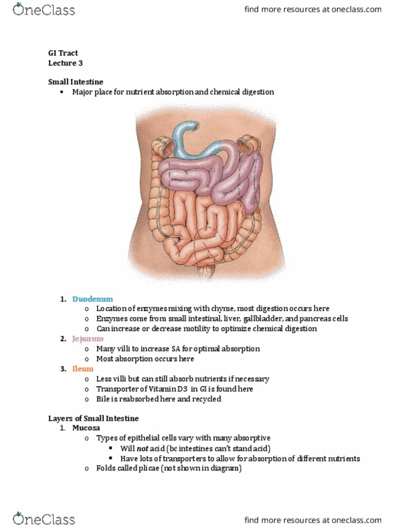 Physiology 3120 Lecture Notes - Lecture 3: Paneth Cell, Intestinal Gland, Goblet Cell thumbnail