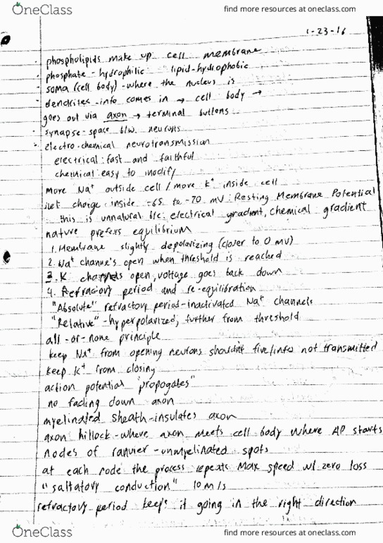 NPSY 11b Lecture Notes - Lecture 1: Ator, Buda, Axon Terminal thumbnail