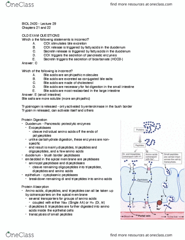 BIOL 2420 Lecture Notes - Lecture 29: Pancreatic Lipase Family, Bile Acid, Digestion thumbnail