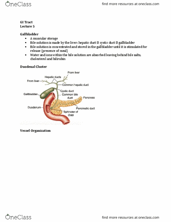 Physiology 3120 Lecture Notes - Lecture 5: Bile Canaliculus, Bile Acid, Cystic Duct thumbnail