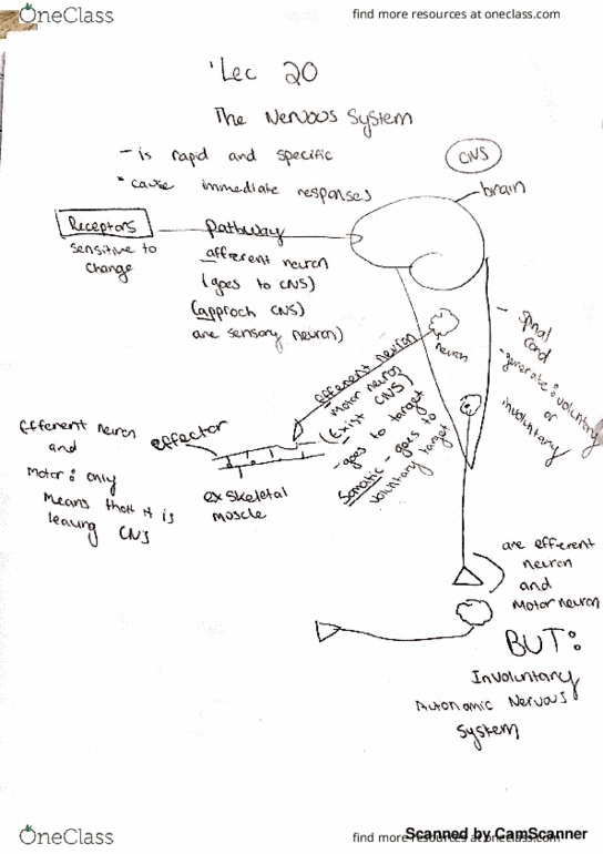 BSC 181 Lecture 20: bio 20 thumbnail