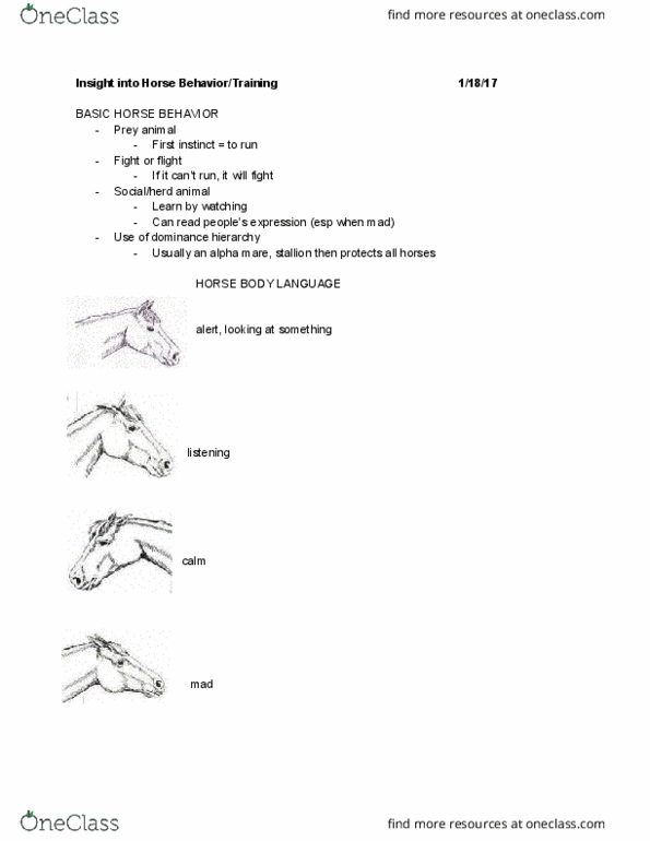 ANSC 2251 Lecture Notes - Lecture 1: Flehmen Response, Vomeronasal Organ, Foal thumbnail