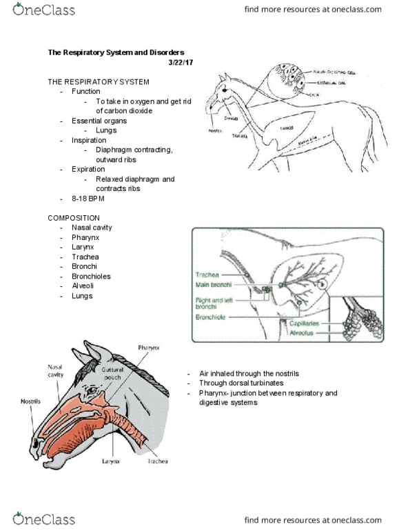 ANSC 2251 Lecture Notes - Lecture 13: Wicket-Keeper, Brachytherapy, Mucopurulent Discharge thumbnail