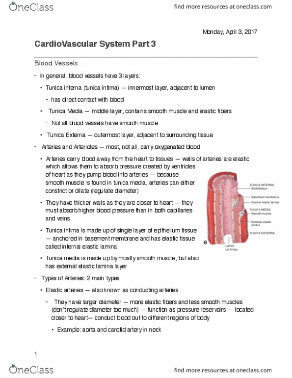 KINESIOL 1AA3 Lecture Notes - Lecture 5: Tunica Intima, Tunica Externa, Tunica Media thumbnail