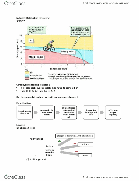 HES 250 Lecture Notes - Lecture 11: Pyruvic Acid, Adipose Tissue, Acetyl Group thumbnail