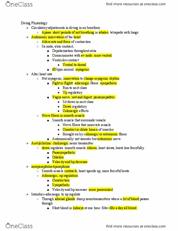 BIOL3030 Lecture Notes - Lecture 24: Carotid Sinus, Vagus Nerve, Adrenal Gland thumbnail