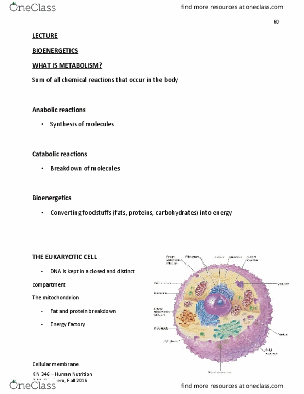 KIN346 Lecture Notes - Lecture 3: Pyruvic Acid, Action Potential, Strength Training thumbnail