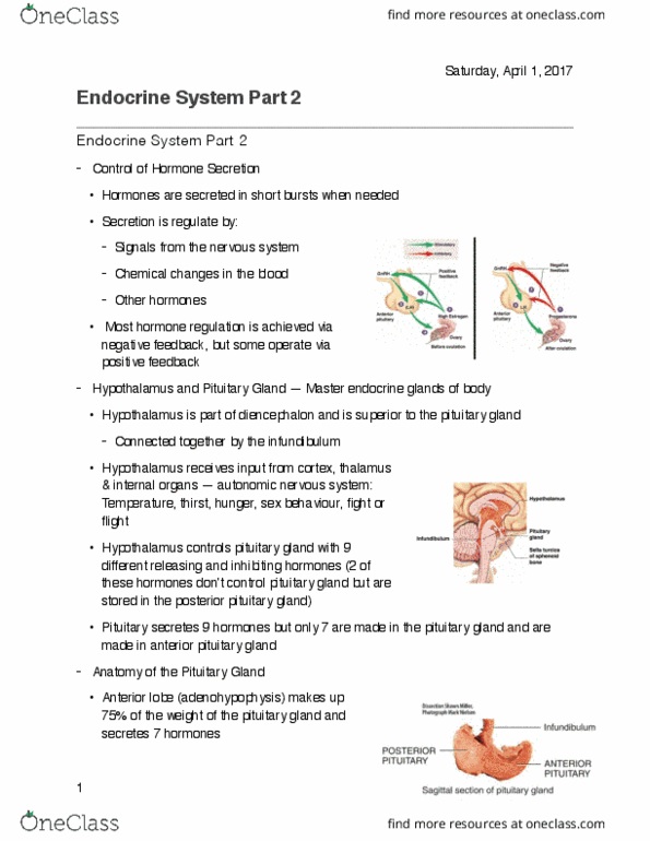 KINESIOL 1AA3 Lecture Notes - Lecture 28: Hypophyseal Portal System, Posterior Pituitary, Pituitary Gland thumbnail