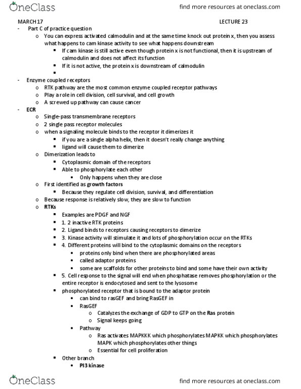 BIOL3040 Lecture Notes - Lecture 23: Alpha Helix, Platelet-Derived Growth Factor, Endocytosis thumbnail