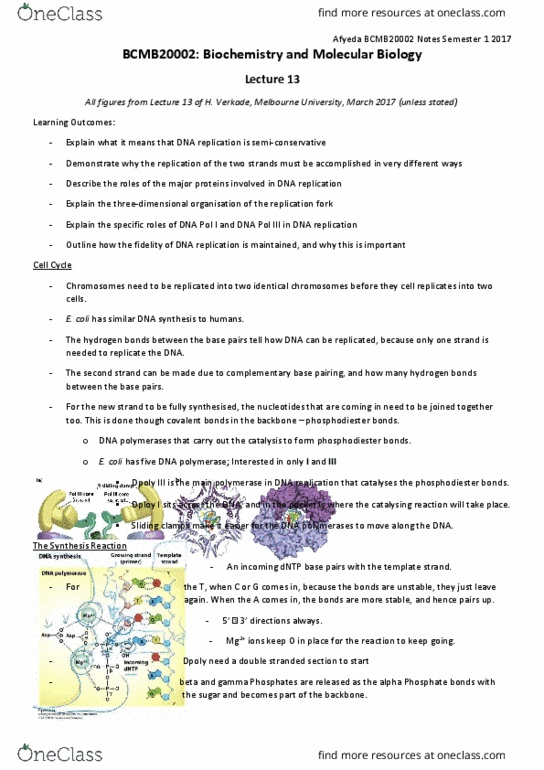 BCMB20002 Lecture Notes - Lecture 13: Dna Polymerase Iii Holoenzyme, Dna Polymerase I, Dna Gyrase thumbnail