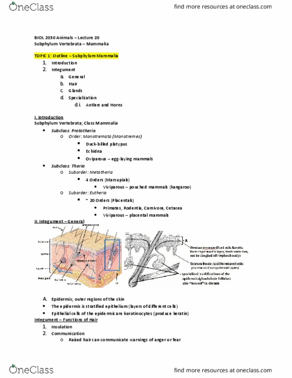 BIOL 2030 Lecture Notes - Lecture 20: Breastfeeding, Apocrine, Sebaceous Gland thumbnail