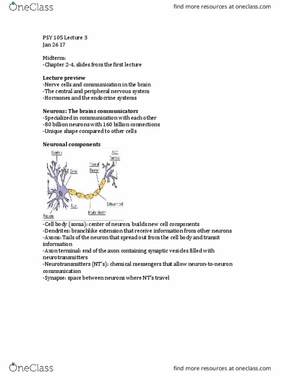 PSY 105 Lecture Notes - Lecture 3: Brainstem, Occipital Lobe, Autonomic Nervous System thumbnail
