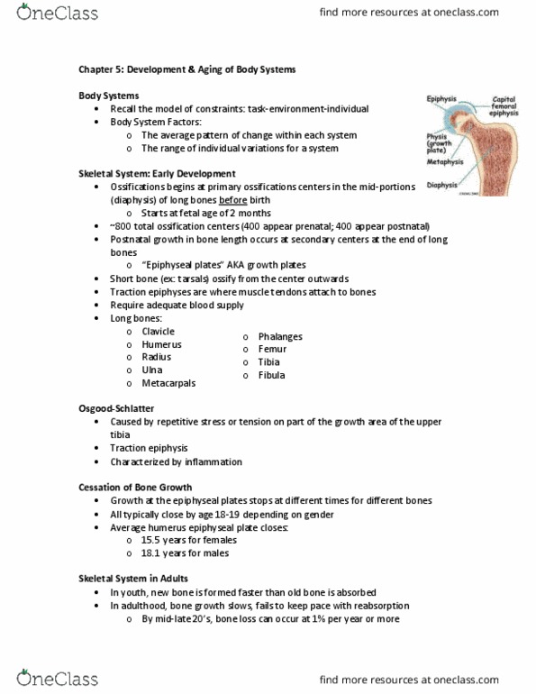 Kinesiology 3347A/B Chapter Notes - Chapter 5: Epiphyseal Plate, Myocyte, Ossification thumbnail