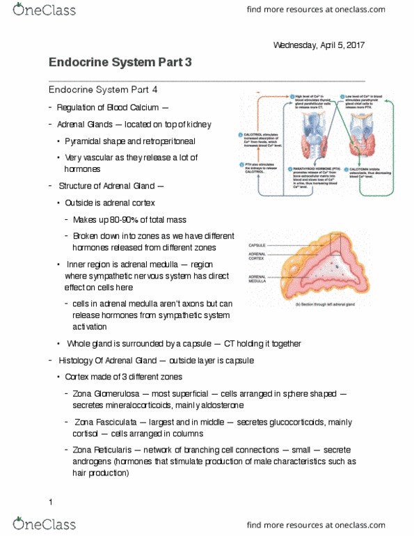 KINESIOL 1AA3 Lecture Notes - Lecture 30: Pancreatic Islets, Adrenal Medulla, Sympathetic Nervous System thumbnail