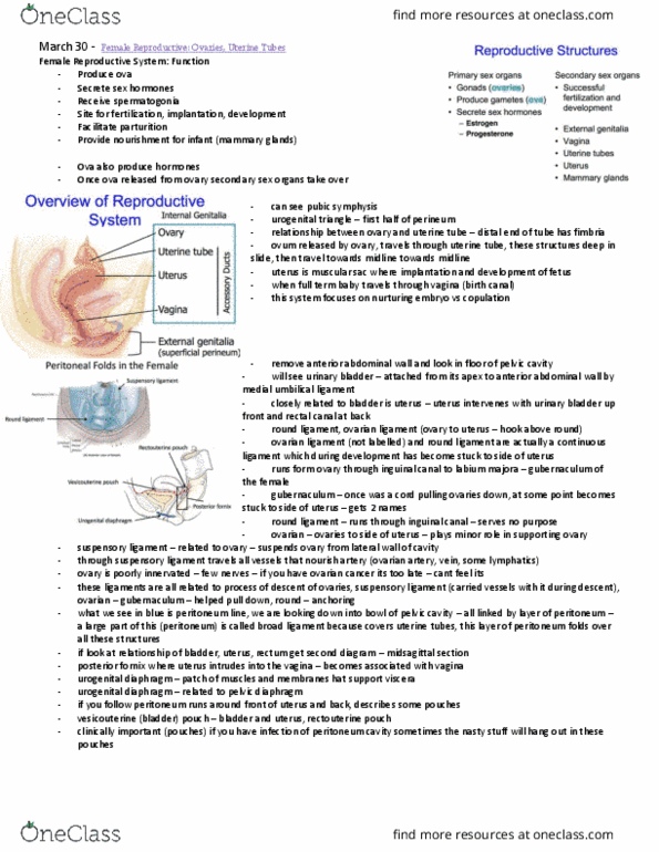 Anatomy and Cell Biology 3319 Lecture Notes - Lecture 15: Ovarian Ligament, Medial Umbilical Ligament, Recto-Uterine Pouch thumbnail