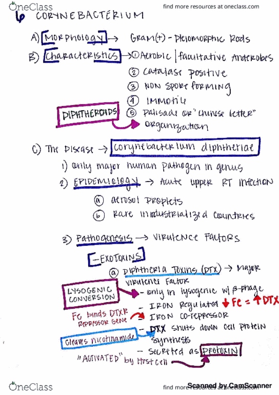 BMD 402 Lecture 12: Medical Microbiology Exam 2: corynebacterium thumbnail