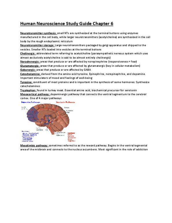 CSCD 3235 Chapter 6: Human Neuroscience Study Guide Neurotransmitters + Pathways thumbnail