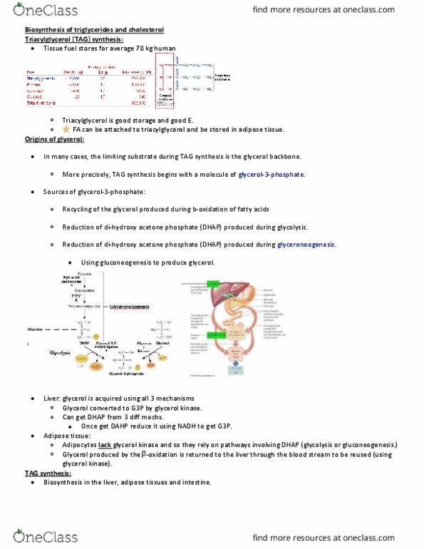 BCH 3120 Lecture Notes - Lecture 11: Very Low-Density Lipoprotein, Pyrophosphate, Geranyl Pyrophosphate thumbnail
