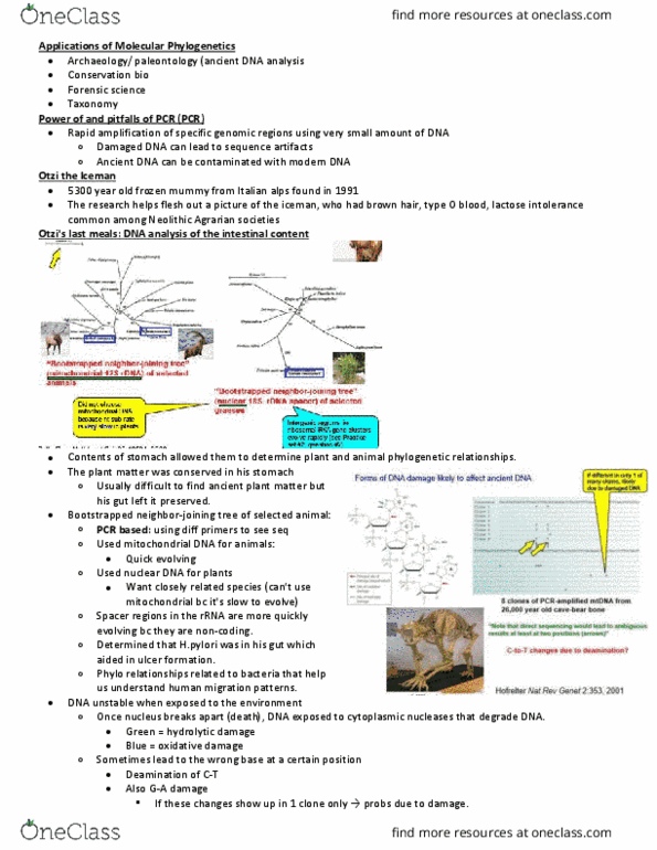 BIO 3102 Lecture Notes - Lecture 15: Frameshift Mutation, Lactose Intolerance, Myocyte thumbnail