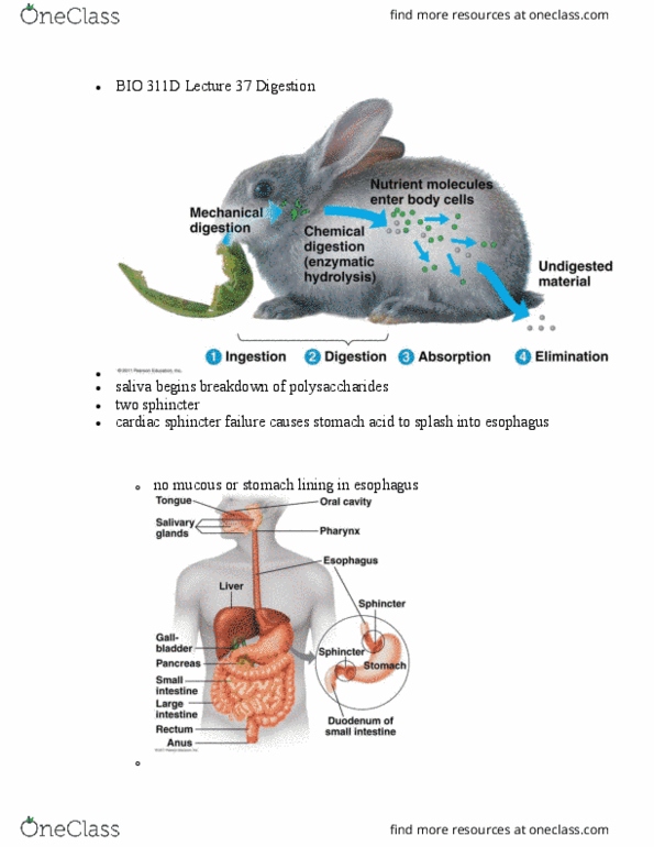 BIO 311D Lecture Notes - Lecture 37: Esophagus, Pepsin, Lacteal thumbnail