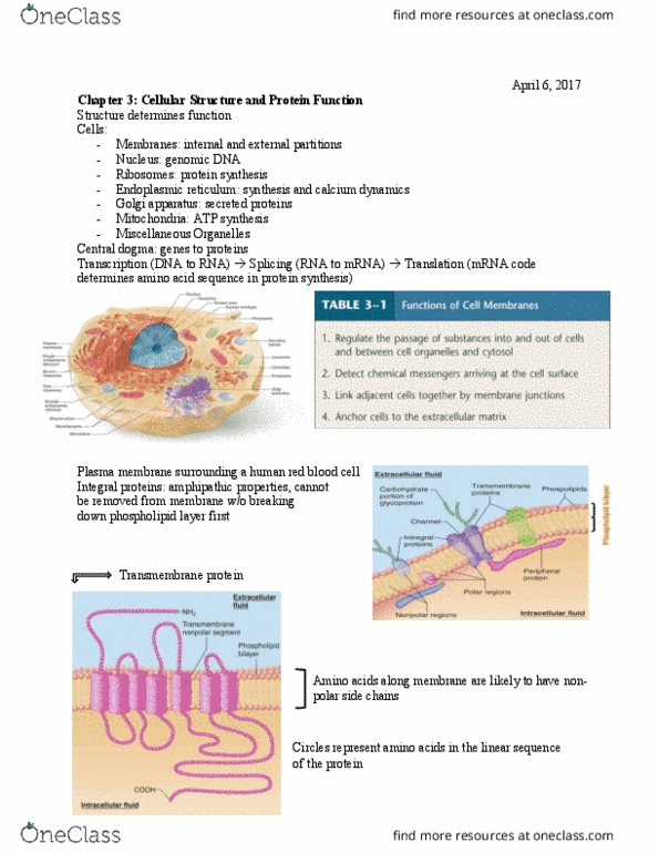 BENG 140B Lecture Notes - Lecture 2: Desmosome, Oxidative Phosphorylation, Reversible Reaction thumbnail