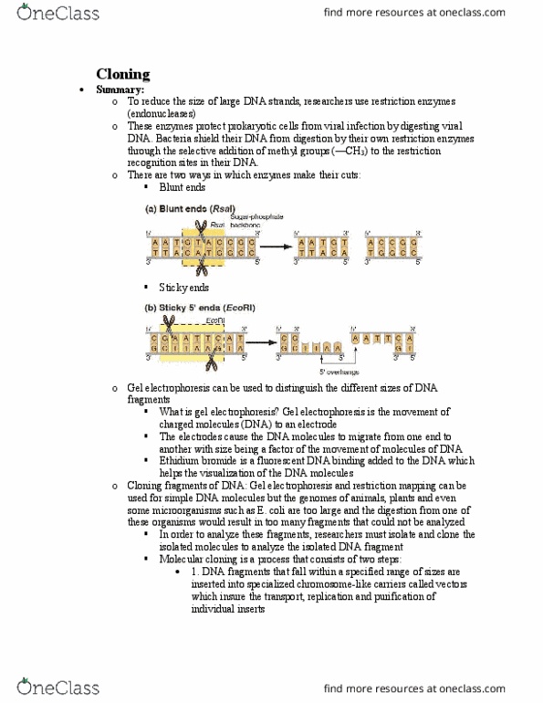 BIOL239 Quiz Set 17 Cloning OneClass