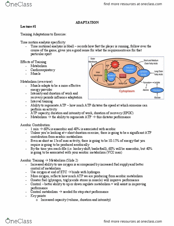 Kinesiology 2230A/B Lecture Notes - Lecture 1: Vo2 Max, High Intensity Training, Cellular Respiration thumbnail