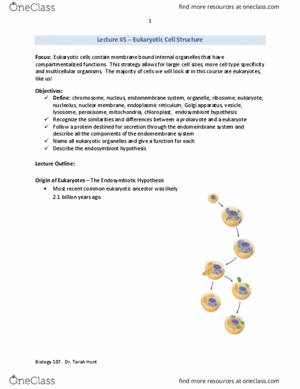 BIOL107 Lecture Notes - Lecture 5: Endoplasmic Reticulum, Symbiogenesis, Endomembrane System thumbnail