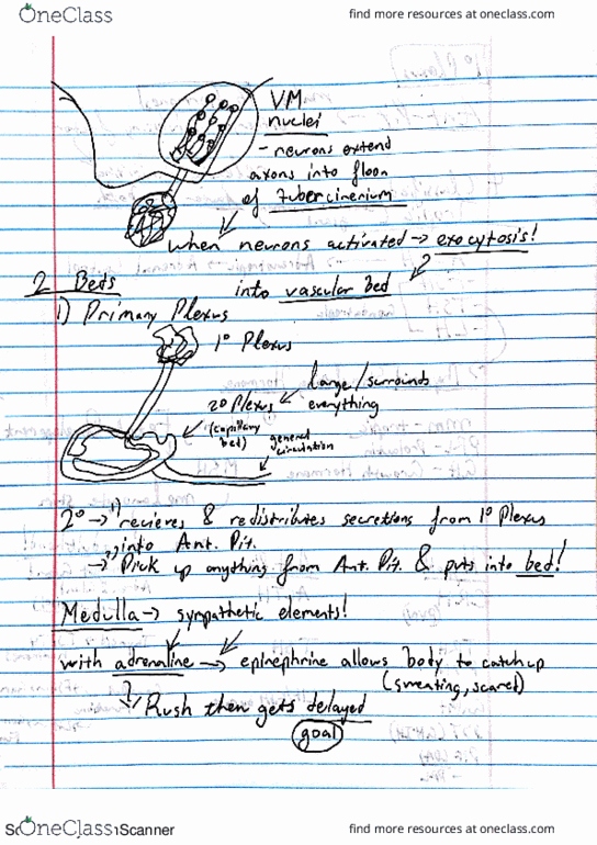 01:146:245 Lecture 19: Hypothalamus thumbnail