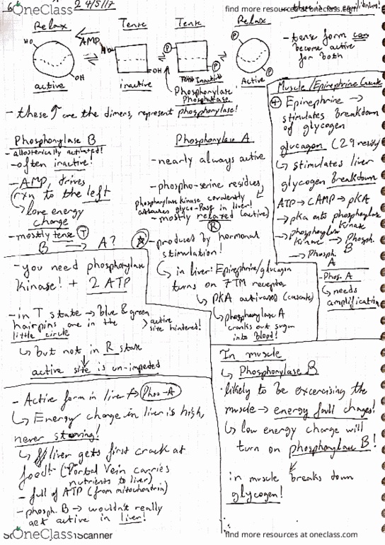 01:694:301 Lecture 18: Glycogen Part 2 thumbnail