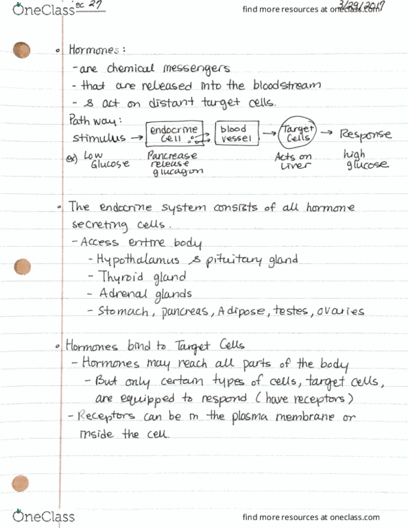 ZOOLOGY 101 Lecture Notes - Lecture 27: Thyroid, Adrenal Gland, Cell Membrane thumbnail
