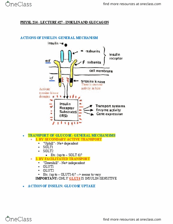 PHYSL214 Lecture Notes - Lecture 27: Beta Cell, Gene Therapy, Mellitus thumbnail