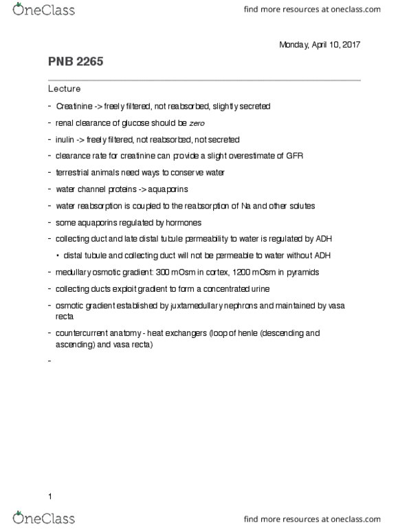 PNB 2265 Lecture Notes - Lecture 26: Countercurrent Exchange, Nephron, Distal Convoluted Tubule thumbnail