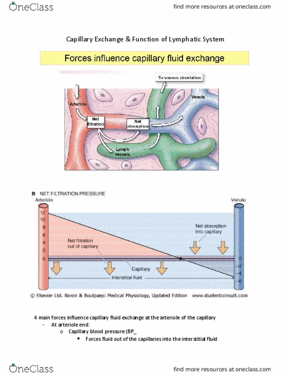 PHSI 208 Lecture Notes - Lecture 17: Extracellular Fluid, Capillary, Blood Proteins thumbnail