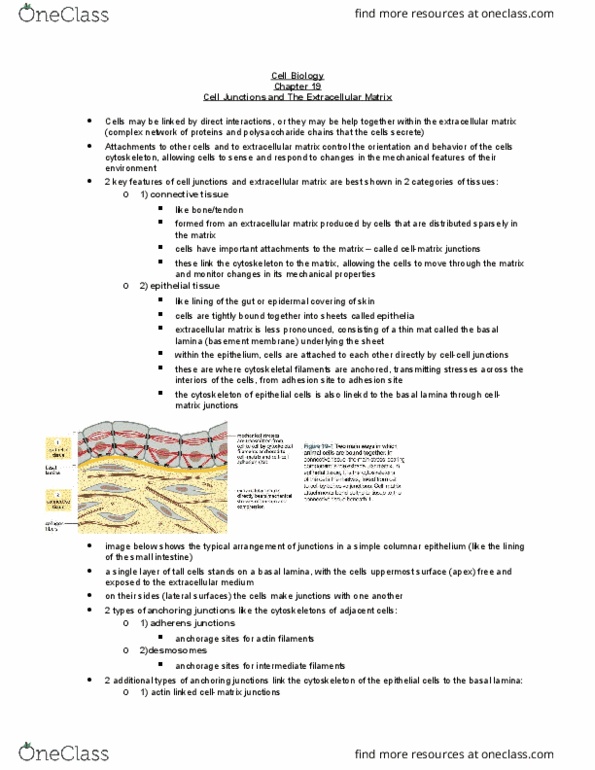 BIOL 2021 Chapter Notes - Chapter 19: Adherens Junction, Simple Columnar Epithelium, Basal Lamina thumbnail