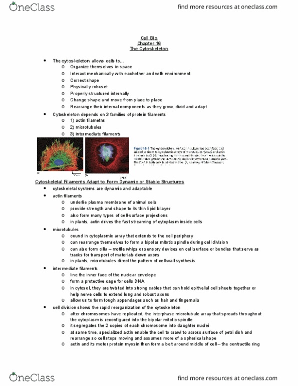 BIOL 2021 Chapter Notes - Chapter 16: Interphase, Protozoa, Cytosol thumbnail
